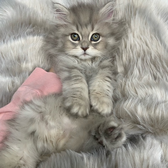 Meet Alicia ๐ธ - Picture 4 of 11